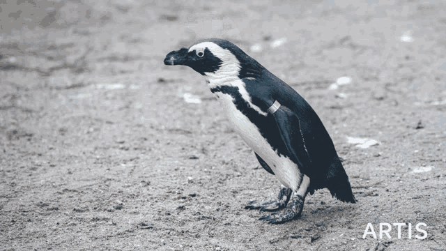 a black and white penguin standing on a dirt ground with the word artis in the lower right corner