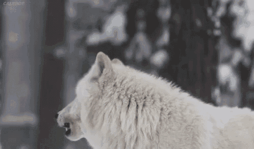 a white wolf is standing in the snow in a forest .
