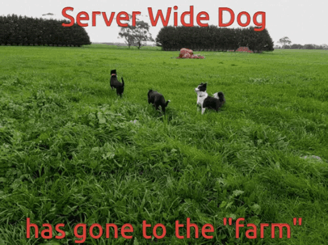 a picture of three dogs in a grassy field with the words server wide dog has gone to the farm
