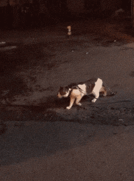Hold Me Back Angry GIF - Hold Me Back Angry Cat GIFs