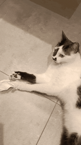 a black and white cat laying on the floor