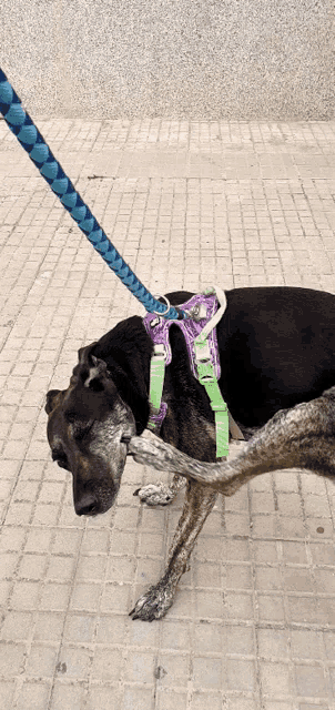 a dog wearing a purple and green harness is scratching another dog on a leash