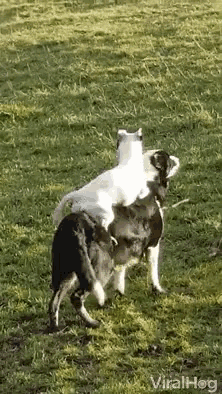 a white dog is riding on the back of a black dog in the grass .