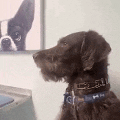a brown dog wearing a blue collar is looking at a picture of another dog .