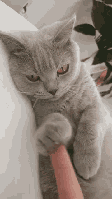 a gray cat with yellow eyes is playing with a person 's finger .