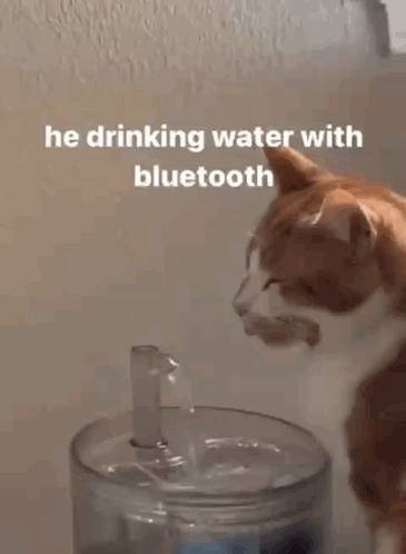 Cat Water GIF - Cat Water Funny GIFs