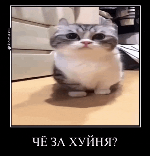 a cat is sitting on the floor and looking at the camera with a black frame .