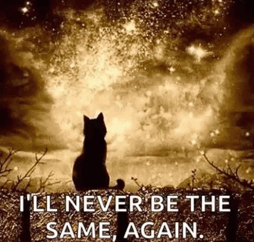 Glitter Explosion Cat GIF - Glitter Explosion Cat Ill Never Be The Same Again GIFs