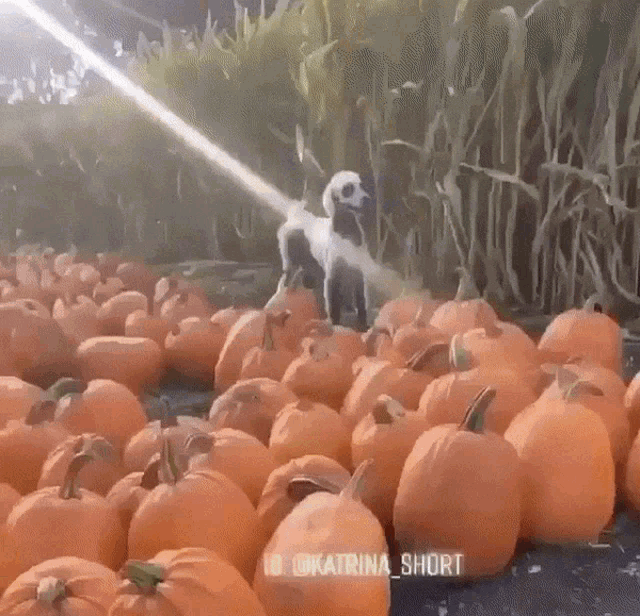 Halloween Dog GIF - Halloween Dog Pumpkin Patch GIFs
