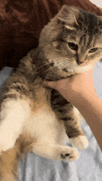 a person is petting a cat that is laying on a bed