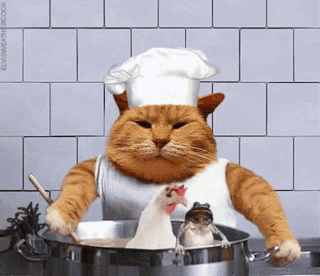 Cats Chicken GIF - Cats Chicken Frog GIFs