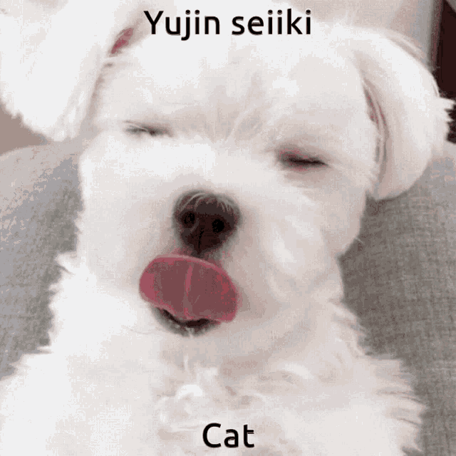 Yujin Seiiki Dog GIF - Yujin Seiiki Dog Yujin GIFs