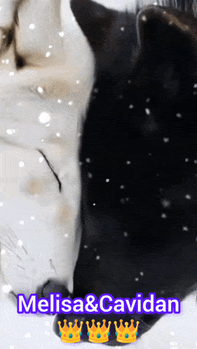 a black and white cat with the name melisa and cavidan