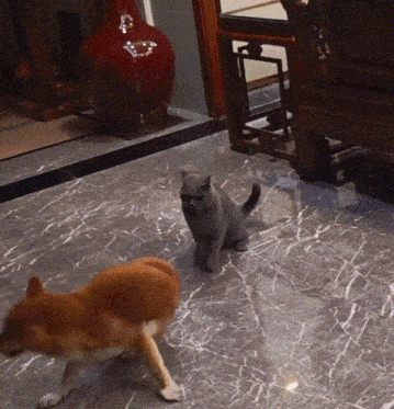 a dog and a cat are playing on the floor