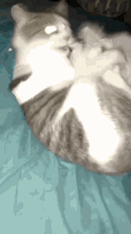 a gray and white cat is laying on a bed
