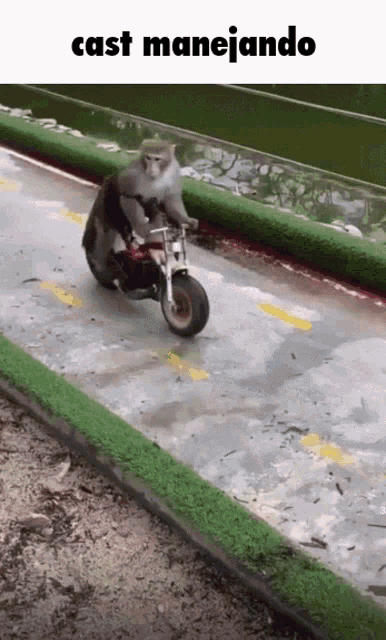 a monkey is riding a small motorcycle on a road and the caption says cast manejando