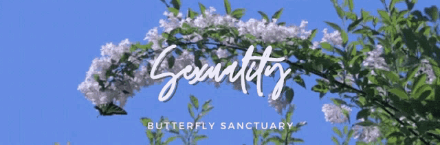 Butterflysanctuary GIF - Butterflysanctuary GIFs