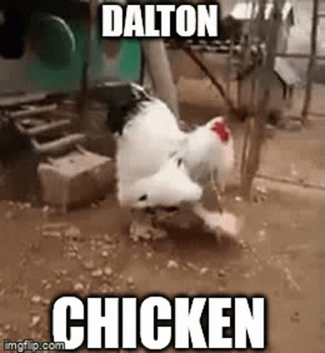 Dalton Daltotheman GIF - Dalton Daltotheman Dalto GIFs