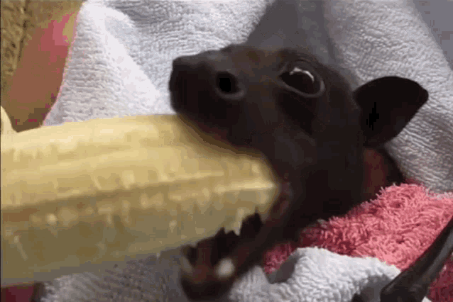 Eat Banana Bat GIF - Eat Banana Bat GIFs