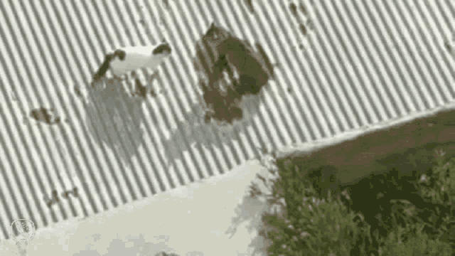 Cat Cats GIF - Cat Cats Cats Fight GIFs
