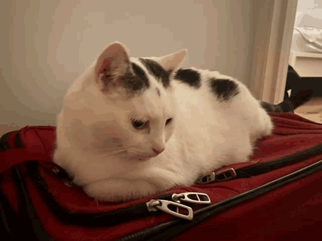 a white cat is laying on a red suitcase