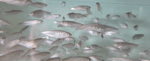 a bunch of fish are swimming in a tank