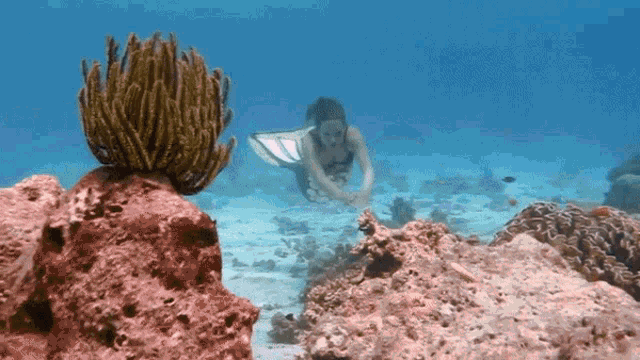 Swimming Underwater GIF - Swimming Underwater H2o GIFs