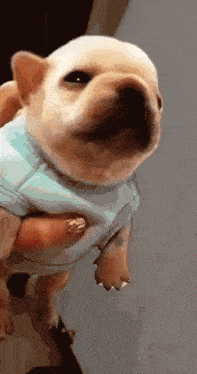 a person is holding a small white dog in their hands