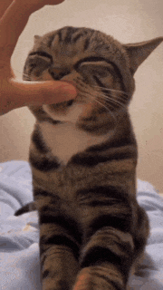 a cat is being petting by a person 's finger .