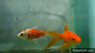 two goldfish are swimming in a tank with makeagif.com written on the bottom right