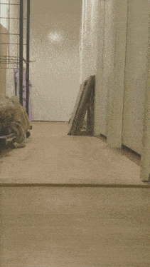 a black rabbit is running down a wooden floor in a hallway