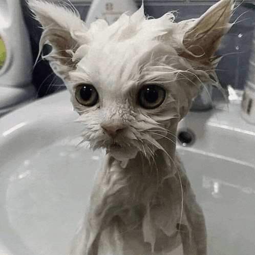 a white cat taking a bath in a sink