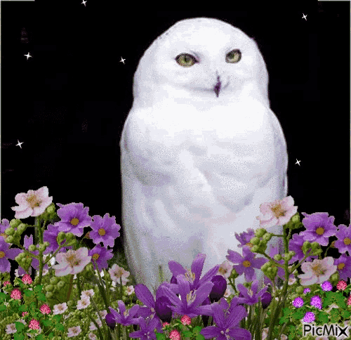 a white owl is sitting in a field of purple flowers with a black background