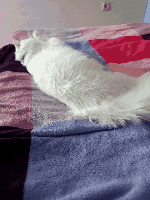 a fluffy white cat laying on a bed with a purple and pink blanket