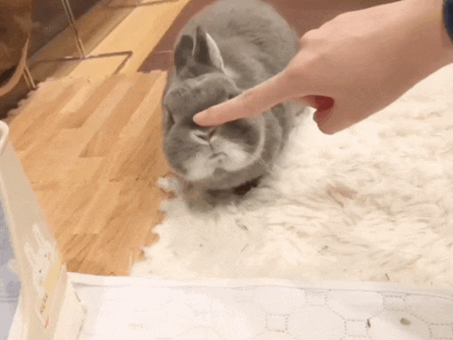 a person is petting a grey rabbit on a rug