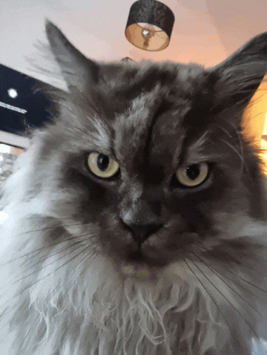 a close up of a cat 's face with a lamp hanging from the ceiling in the background