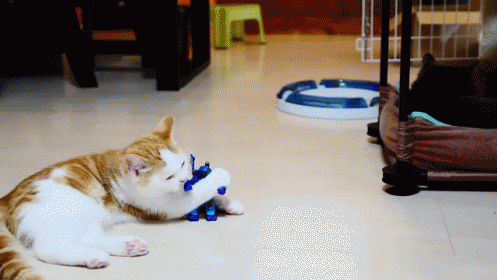 Don'T Fight It GIF - Robot Fight Cat GIFs