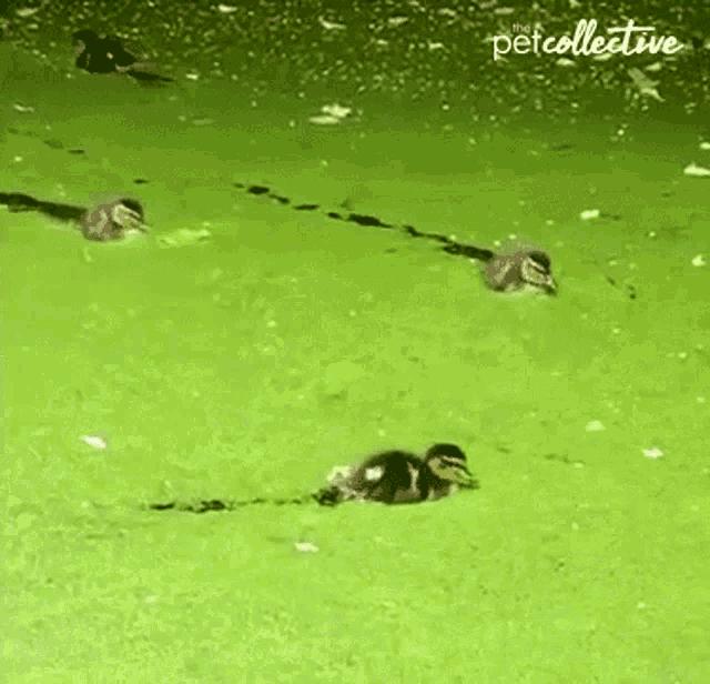 Duck The Pet Collective GIF - Duck The Pet Collective Pond GIFs