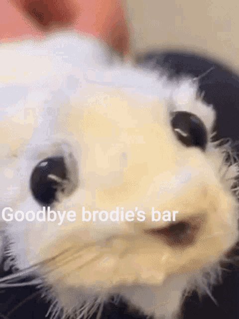 a close up of a white furry animal with the words goodbye brodie 's bar written above it