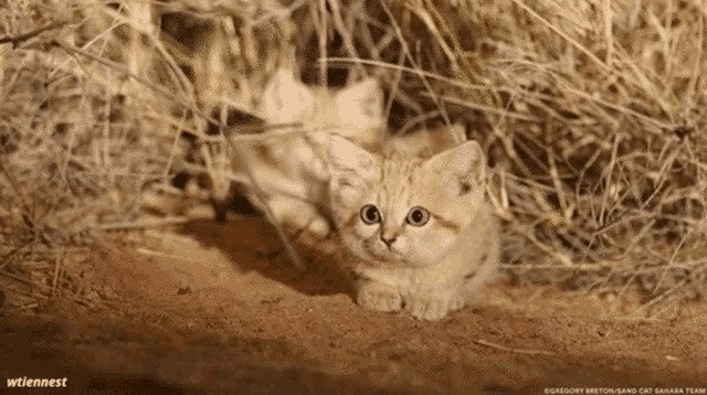 Surprised Cat Omg Wow GIF - Surprised Cat Omg Wow Wait What GIFs