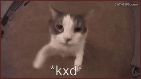Hug Hug Cat GIF - Hug Hug Cat Kiss GIFs