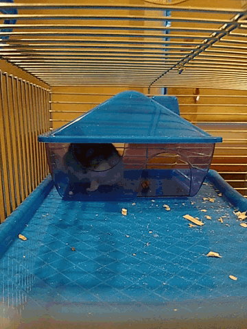 a small animal in a blue cage with a clear container on the side