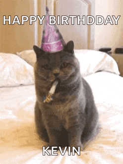 Party Animal Party Cat GIF