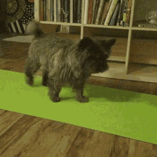 a small dog standing on a green yoga mat in front of a bookshelf