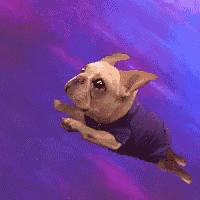 a dog wearing a blue shirt is jumping in the air .