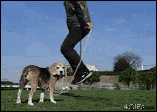 a person is jumping a jump rope with a dog standing next to them
