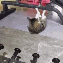 a cat is laying on its back on a dumbbell .