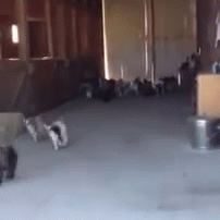 Baby Goat Stampede GIF - Baby Goat Cute GIFs