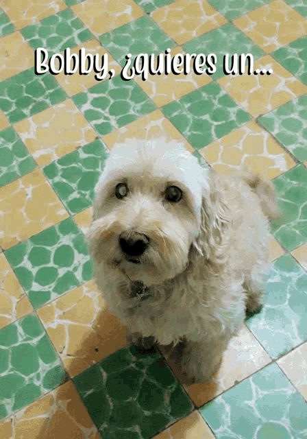 a small white dog sitting on a green and yellow checkered floor with the words bobby quieres un