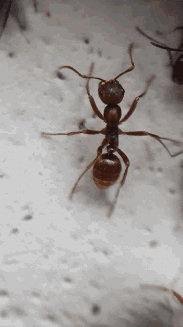 a close up of a brown ant on a white background